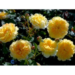 'Molineux' Rosa X 'Molineux' (Engelsk Rose) A-Kvalitet,- Barrods Roser Min. 3 Grene -GrønGlæde Salgsbutik fi4723 rosa molineux ausmol 0f7b