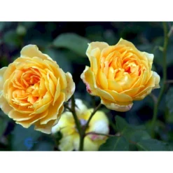 'Molineux' Rosa X 'Molineux' (Engelsk Rose) A-Kvalitet,- Barrods Roser Min. 3 Grene -GrønGlæde Salgsbutik fi4723 rosa molineux ausmol 44af