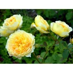 'Molineux' Rosa X 'Molineux' (Engelsk Rose) A-Kvalitet,- Barrods Roser Min. 3 Grene -GrønGlæde Salgsbutik fi4723 rosa molineux ausmol 52da
