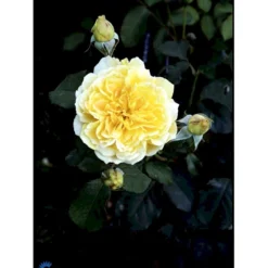 'Molineux' Rosa X 'Molineux' (Engelsk Rose) A-Kvalitet,- Barrods Roser Min. 3 Grene -GrønGlæde Salgsbutik fi4723 rosa molineux ausmol 5557