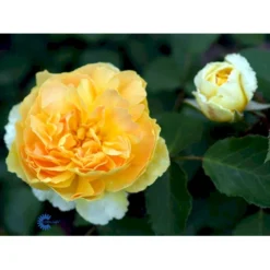 'Molineux' Rosa X 'Molineux' (Engelsk Rose) A-Kvalitet,- Barrods Roser Min. 3 Grene -GrønGlæde Salgsbutik fi4723 rosa molineux ausmol 895f