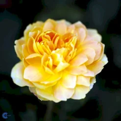 'Molineux' Rosa X 'Molineux' (Engelsk Rose) A-Kvalitet,- Barrods Roser Min. 3 Grene -GrønGlæde Salgsbutik fi4723 rosa molineux ausmol a1be