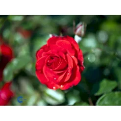 'Montana'® Rosa X 'Montana'® (Buketrose) A-Kvalitet,- Barrods Roser Min. 3 Grene -GrønGlæde Salgsbutik fi4726 rosa montana 624e