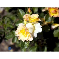 'Morden Sunrise' Rosa X 'Morden Sunrise' (Buketrose) A-Kvalitet,- Barrods Roser Min. 3 Grene -GrønGlæde Salgsbutik fi4731 rosa morden sunrise fb2b