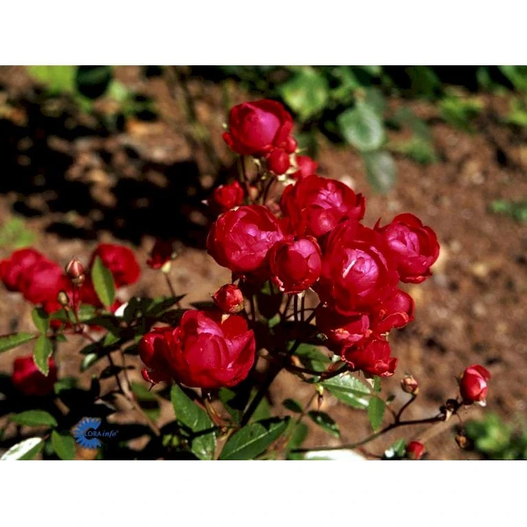 'Morsdag' Rosa X 'Morsdag' (miniaturerose) A-Kvalitet,- Barrods Roser Min. 3 Grene 5 'Morsdag' Rosa X 'Morsdag' (miniaturerose) A-Kvalitet,- Barrods Roser Min. 3 Grene - Billede 5