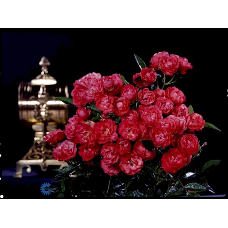 'Morsdag' Rosa X 'Morsdag' (miniaturerose) A-Kvalitet,- Barrods Roser Min. 3 Grene 4 'Morsdag' Rosa X 'Morsdag' (miniaturerose) A-Kvalitet,- Barrods Roser Min. 3 Grene - Billede 4