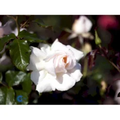'Morten Korch' Rosa X 'Morten Korch' (Storblomstrende) A-Kvalitet,- Barrods Roser Min. 3 Grene -GrønGlæde Salgsbutik fi4734 rosa morten korch 27a6