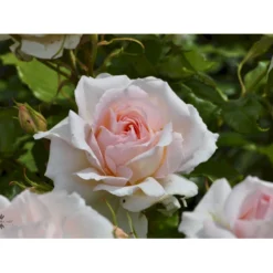 'Morten Korch' Rosa X 'Morten Korch' (Storblomstrende) A-Kvalitet,- Barrods Roser Min. 3 Grene -GrønGlæde Salgsbutik fi4734 rosa morten korch 71a5