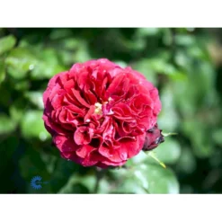 'Nadia™ Renaissance'® Rosa X 'Nadia™ Renaissance'® A-Kvalitet,- Barrods Roser Min. 3 Grene -GrønGlæde Salgsbutik fi4749 rosa nadia poulen007 n a1ce