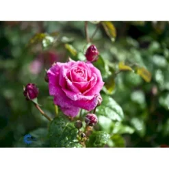 'Naomi™ Renaissance'® Rosa X 'Naomi™ Renaissance'® (Renaissancerose) A-Kvalitet,- Barrods Roser Min. 3 Grene -GrønGlæde Salgsbutik fi4752 rosa naomi poulen022 n 824c