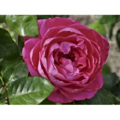 'Naomi™ Renaissance'® Rosa X 'Naomi™ Renaissance'® (Renaissancerose) A-Kvalitet,- Barrods Roser Min. 3 Grene -GrønGlæde Salgsbutik fi4752 rosa naomi poulen022 n b5f1