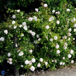 'New Dawn' Rosa X 'New Dawn' (Slyngrose) A-Kvalitet,- Barrods Roser Min. 3 Grene -GrønGlæde Salgsbutik fi4758 rosa new dawn d8ed