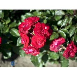 'Nina Weibull' Rosa X 'Nina Weibull' (Buketrose) A-Kvalitet,- Barrods Roser Min. 3 Grene -GrønGlæde Salgsbutik fi4764 rosa nina weibull fce5