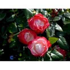 'Nostalgie'® Rosa X 'Nostalgie'® (Storblomstrende) A-Kvalitet,- Barrods Roser Min. 3 Grene -GrønGlæde Salgsbutik fi4772 rosa nostalgie 8612