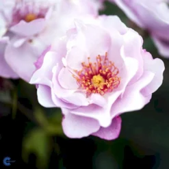 'Odyssey' Rosa X 'Odyssey' (Buketrose) A-Kvalitet,- Barrods Roser Min. 3 Grene -GrønGlæde Salgsbutik fi4779 rosa odyssey 054b