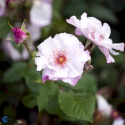 'Odyssey' Rosa X 'Odyssey' (Buketrose) A-Kvalitet,- Barrods Roser Min. 3 Grene -GrønGlæde Salgsbutik fi4779 rosa odyssey 7f7c