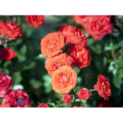 'Orange Juwel'® Rosa X 'Orange Juwel'® (Miniaturerose) A-Kvalitet,- Barrods Roser Min. 3 Grene -GrønGlæde Salgsbutik fi4792 rosa orange juwel efd7
