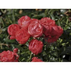 'Orange Morsdag' Rosa X 'Orange Morsdag' (Miniaturerose) A-Kvalitet,- Barrods Roser Min. 3 Grene -GrønGlæde Salgsbutik fi4794 rosa orange morsdag 3e2c