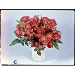 'Orange Morsdag' Rosa X 'Orange Morsdag' (Miniaturerose) A-Kvalitet,- Barrods Roser Min. 3 Grene -GrønGlæde Salgsbutik fi4794 rosa orange morsdag 61ba