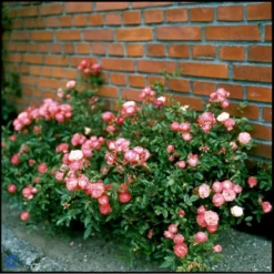 'Orange Morsdag' Rosa X 'Orange Morsdag' (Miniaturerose) A-Kvalitet,- Barrods Roser Min. 3 Grene -GrønGlæde Salgsbutik fi4794 rosa orange morsdag a1d0