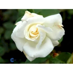 'Pascali' Rosa X 'Pascali' (Storblomstrende) A-Kvalitet,- Barrods Roser Min. 3 Grene -GrønGlæde Salgsbutik fi4819 rosa pascali 50c7