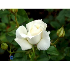 'Pascali' Rosa X 'Pascali' (Storblomstrende) A-Kvalitet,- Barrods Roser Min. 3 Grene -GrønGlæde Salgsbutik fi4819 rosa pascali 6921