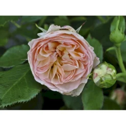 'Pastella'® Rosa X 'Pastella'® (Buketrose) A-Kvalitet,- Barrods Roser Min. 3 Grene -GrønGlæde Salgsbutik fi4820 rosa pastella 23c8