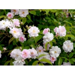 'Paul's Himalayan Musk' Rosa Moschata 'Paul's Himalayan Musk' (Moskusrose) A-Kvalitet,- Barrods Roser Min. 3 Grene -GrønGlæde Salgsbutik fi4833 rosa paul s himalayan musk 95a9