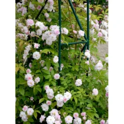 'Paul's Himalayan Musk' Rosa Moschata 'Paul's Himalayan Musk' (Moskusrose) A-Kvalitet,- Barrods Roser Min. 3 Grene -GrønGlæde Salgsbutik fi4833 rosa paul s himalayan musk c08f