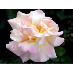 'Peace' Rosa X 'Peace' A-Kvalitet,- Barrods Roser Min. 3 Grene -GrønGlæde Salgsbutik fi4836 rosa peace 53ea