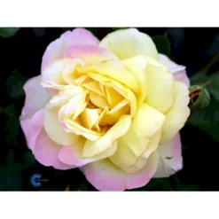 'Peace' Rosa X 'Peace' A-Kvalitet,- Barrods Roser Min. 3 Grene -GrønGlæde Salgsbutik fi4836 rosa peace 600c