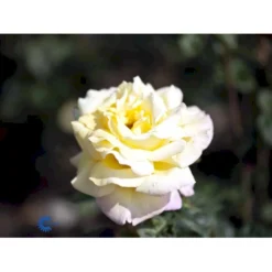 'Peace' Rosa X 'Peace' A-Kvalitet,- Barrods Roser Min. 3 Grene -GrønGlæde Salgsbutik fi4836 rosa peace d441