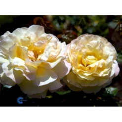 'Peace' Rosa X 'Peace' A-Kvalitet,- Barrods Roser Min. 3 Grene -GrønGlæde Salgsbutik fi4836 rosa peace e4b8