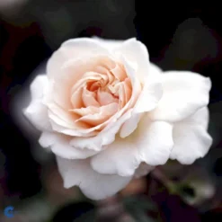 'Penny Lane' Rosa X 'Penny Lane' (Slyngrose) A-Kvalitet,- Barrods Roser Min. 3 Grene -GrønGlæde Salgsbutik fi4846 rosa penny lane 1adb