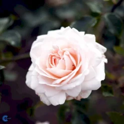 'Penny Lane' Rosa X 'Penny Lane' (Slyngrose) A-Kvalitet,- Barrods Roser Min. 3 Grene -GrønGlæde Salgsbutik fi4846 rosa penny lane 390f