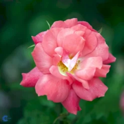 'Pernille Poulsen' Rosa X 'Pernille Poulsen' (Buketrose) A-Kvalitet,- Barrods Roser Min. 3 Grene -GrønGlæde Salgsbutik fi4852 rosa pernille poulsen d02d