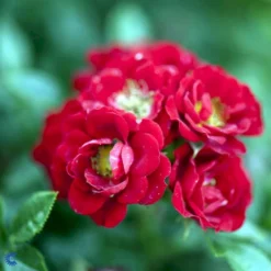 'Peter Pan' Rosa X 'Peter Pan' (Buketrose) A-Kvalitet,- Barrods Roser Min. 3 Grene -GrønGlæde Salgsbutik fi4854 rosa peter pan a221