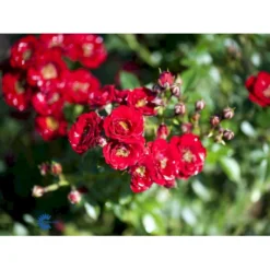 'Peter Pan' Rosa X 'Peter Pan' (Buketrose) A-Kvalitet,- Barrods Roser Min. 3 Grene -GrønGlæde Salgsbutik fi4854 rosa peter pan daf6