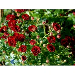 'Peter Pan' Rosa X 'Peter Pan' (Buketrose) A-Kvalitet,- Barrods Roser Min. 3 Grene -GrønGlæde Salgsbutik fi4854 rosa peter pan e2dd