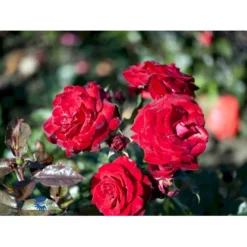 'Peter Wessel'® Rosa X 'Peter Wessel'® (Buketrose) A-Kvalitet,- Barrods Roser Min. 3 Grene -GrønGlæde Salgsbutik fi4855 rosa peter wessel c8c1