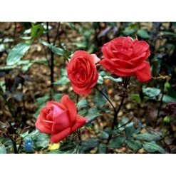 'Piccolo'® Rosa X 'Piccolo'® (Miniaturerose) A-Kvalitet,- Barrods Roser Min. 3 Grene -GrønGlæde Salgsbutik fi4859 rosa piccolo 1fcf