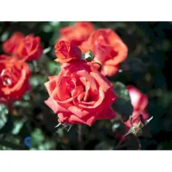 'Piccolo'® Rosa X 'Piccolo'® (Miniaturerose) A-Kvalitet,- Barrods Roser Min. 3 Grene -GrønGlæde Salgsbutik fi4859 rosa piccolo 7145