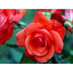 'Piccolo'® Rosa X 'Piccolo'® (Miniaturerose) A-Kvalitet,- Barrods Roser Min. 3 Grene -GrønGlæde Salgsbutik fi4859 rosa piccolo defd
