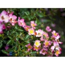 'Pink Cover'® Rosa X 'Pink Cover'® (Bunddækkerose) A-Kvalitet,- Barrods Roser Min. 3 Grene -GrønGlæde Salgsbutik fi4864 rosa pink cover poulnoz n 15c6