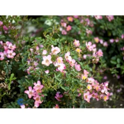 'Pink Cover'® Rosa X 'Pink Cover'® (Bunddækkerose) A-Kvalitet,- Barrods Roser Min. 3 Grene -GrønGlæde Salgsbutik fi4864 rosa pink cover poulnoz n 3179