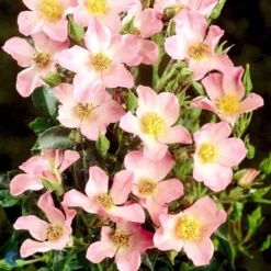 'Pink Cover'® Rosa X 'Pink Cover'® (Bunddækkerose) A-Kvalitet,- Barrods Roser Min. 3 Grene -GrønGlæde Salgsbutik fi4864 rosa pink cover poulnoz n df9a