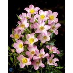 'Pink Cover'® Rosa X 'Pink Cover'® (Bunddækkerose) A-Kvalitet,- Barrods Roser Min. 3 Grene -GrønGlæde Salgsbutik fi4864 rosa pink cover poulnoz n fea8