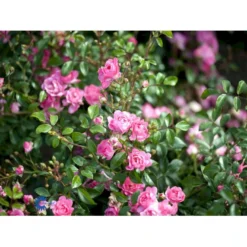 'The Fairy' Rosa X 'The Fairy' (Bunddækkerose) A-Kvalitet,- Barrods Roser Min. 3 Grene -GrønGlæde Salgsbutik fi4866 rosa pink fairy 2a58