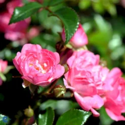 'The Fairy' Rosa X 'The Fairy' (Bunddækkerose) A-Kvalitet,- Barrods Roser Min. 3 Grene -GrønGlæde Salgsbutik fi4866 rosa pink fairy 3400