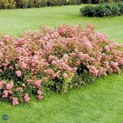 'The Fairy' Rosa X 'The Fairy' (Bunddækkerose) A-Kvalitet,- Barrods Roser Min. 3 Grene -GrønGlæde Salgsbutik fi4866 rosa pink fairy 7a0d